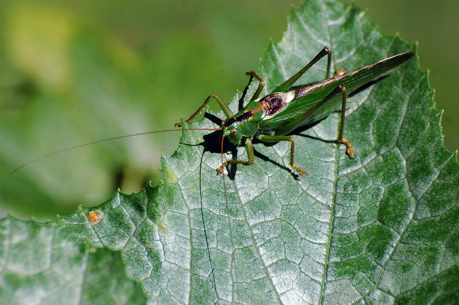 Valokuvaaja: Paavo Siukonen