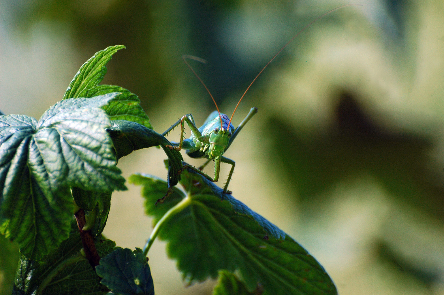 Valokuvaaja: Paavo Siukonen