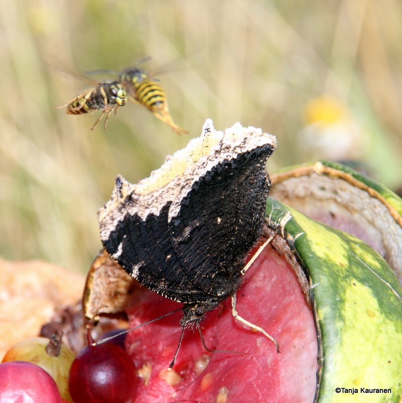 Valokuvaaja: Tanja Kauranen