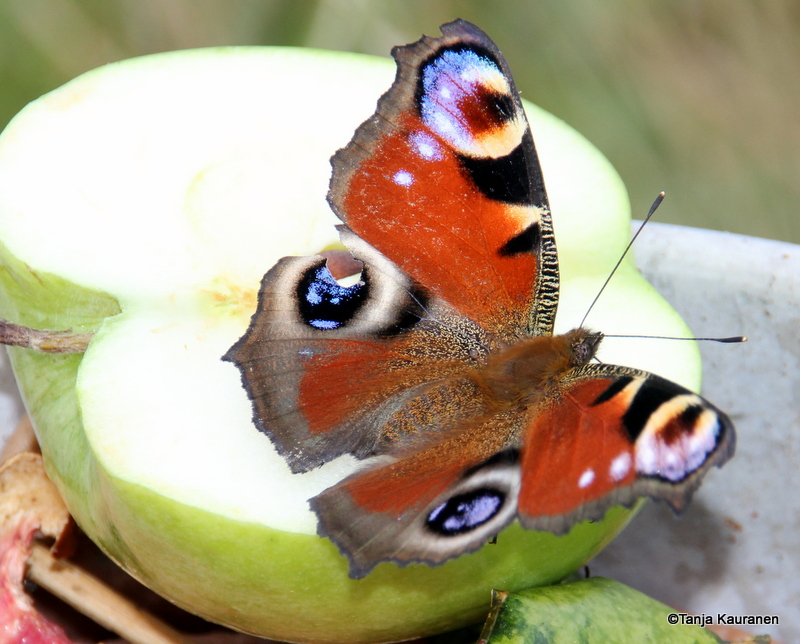 Valokuvaaja: Tanja Kauranen