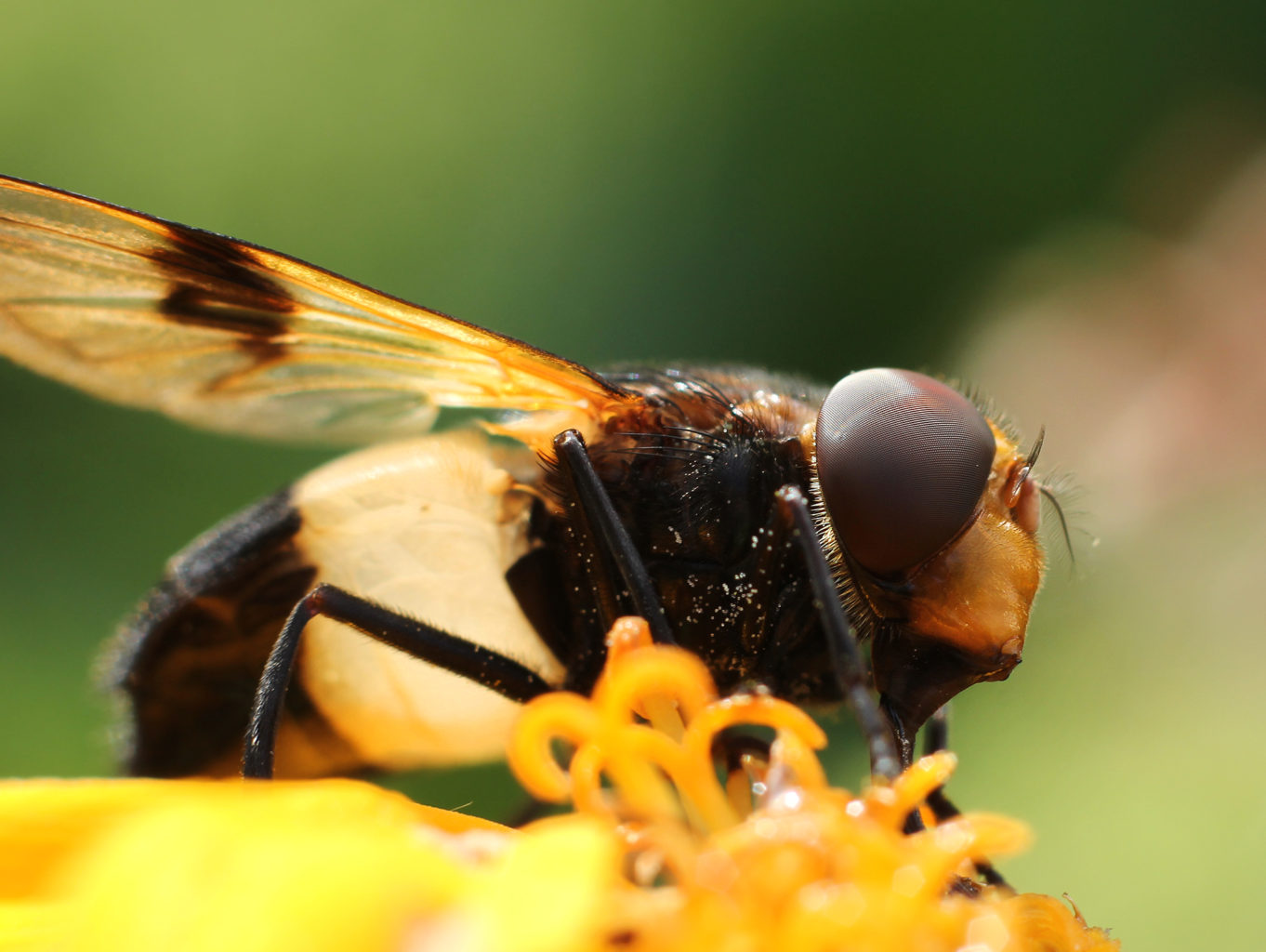 Valokuvaaja: Tarja Porkkala Valokuvaaja: Tarja Porkkala