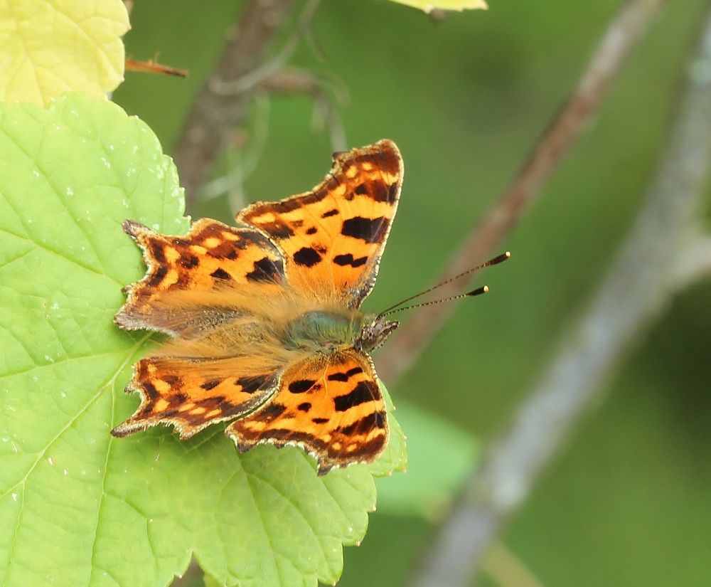 Valokuvaaja: Tuula Pirnes Valokuvaaja: Tuula Pirnes