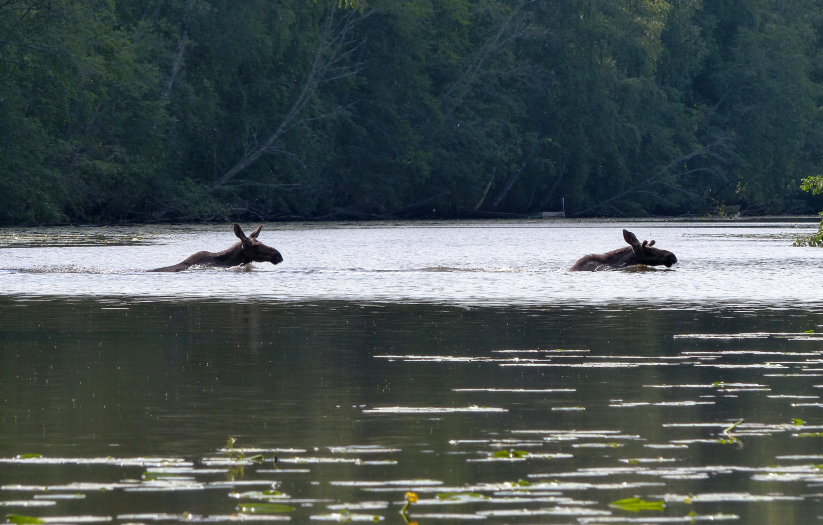 Valokuvaaja: Maarit Laakkonen