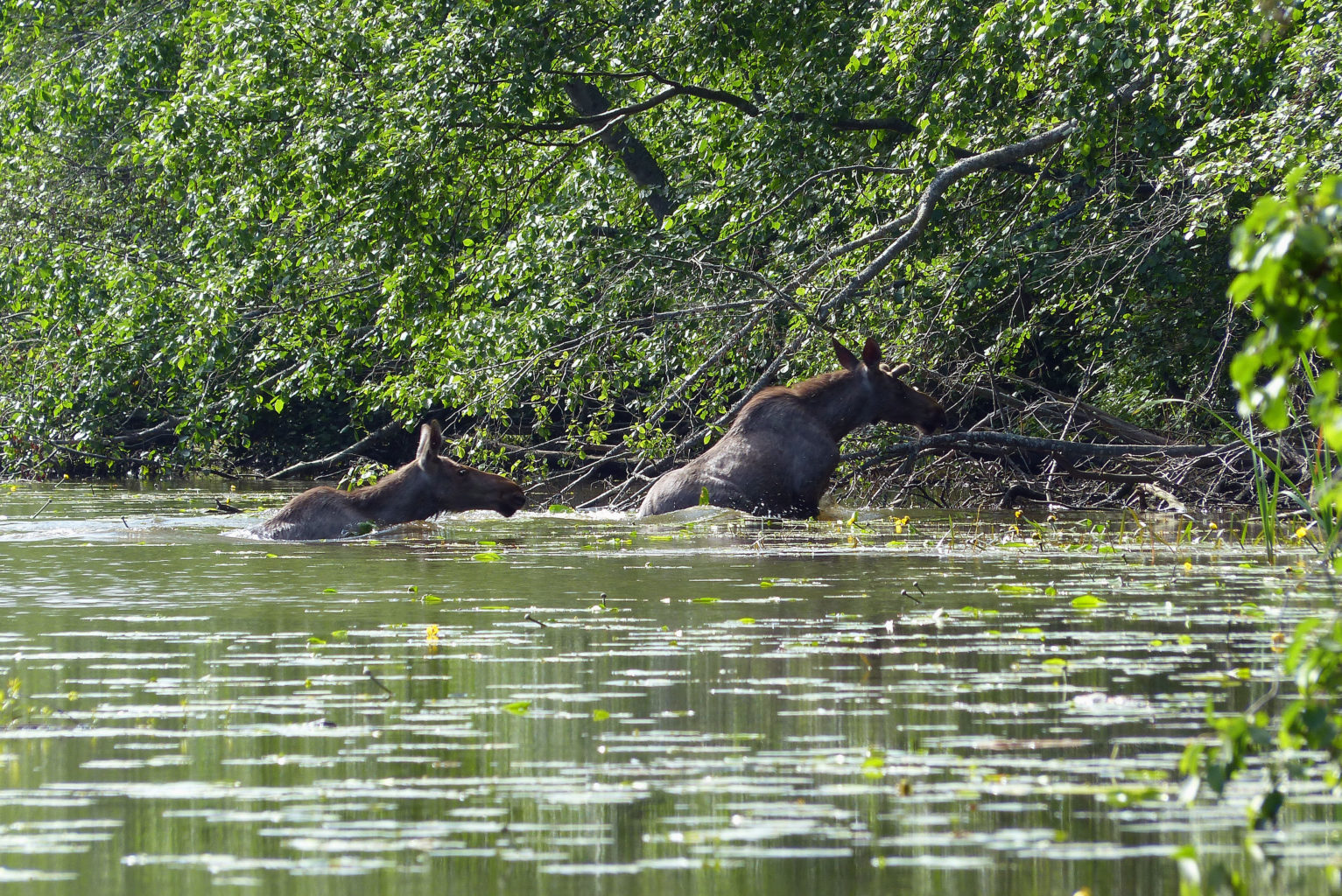 Valokuvaaja: Maarit Laakkonen