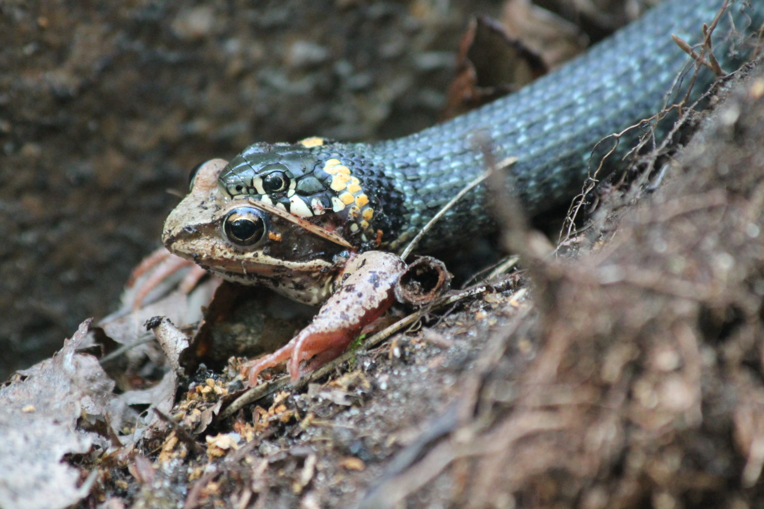 Valokuvaaja: Milka Kalmanlehto