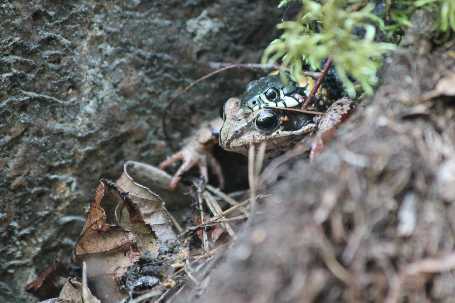 Valokuvaaja: Milka Kalmanlehto