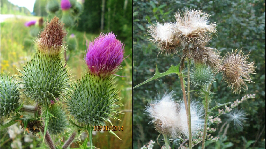 Valokuvaaja: Tuula Makkonen Valokuvaaja: Tuula Makkonen