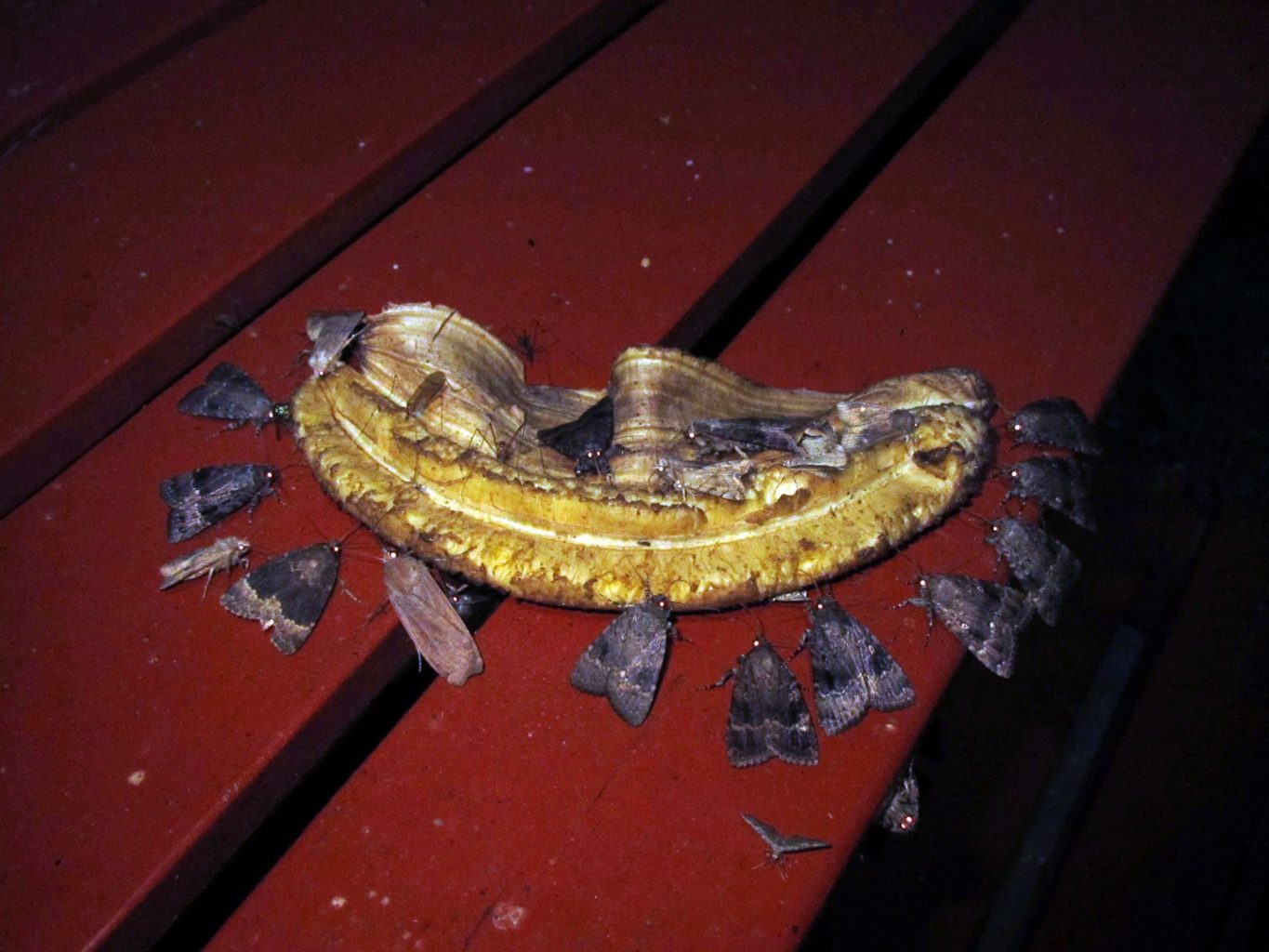 Valokuvaaja: Olavi Niemi Valokuvaaja: Olavi Niemi