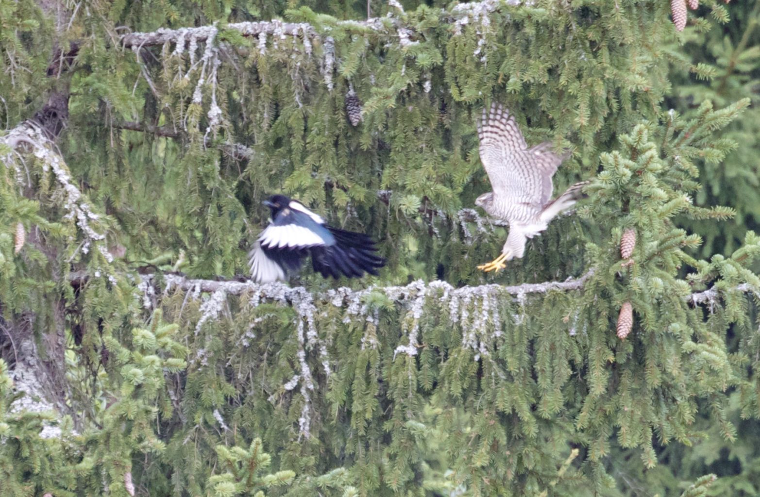 Valokuvaaja: Mervi Kivistö