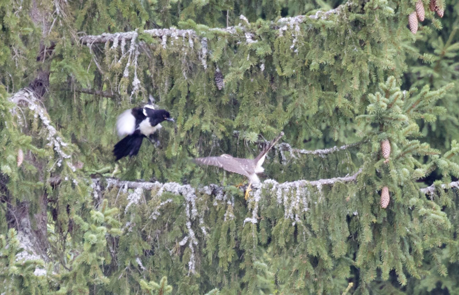 Valokuvaaja: Mervi Kivistö