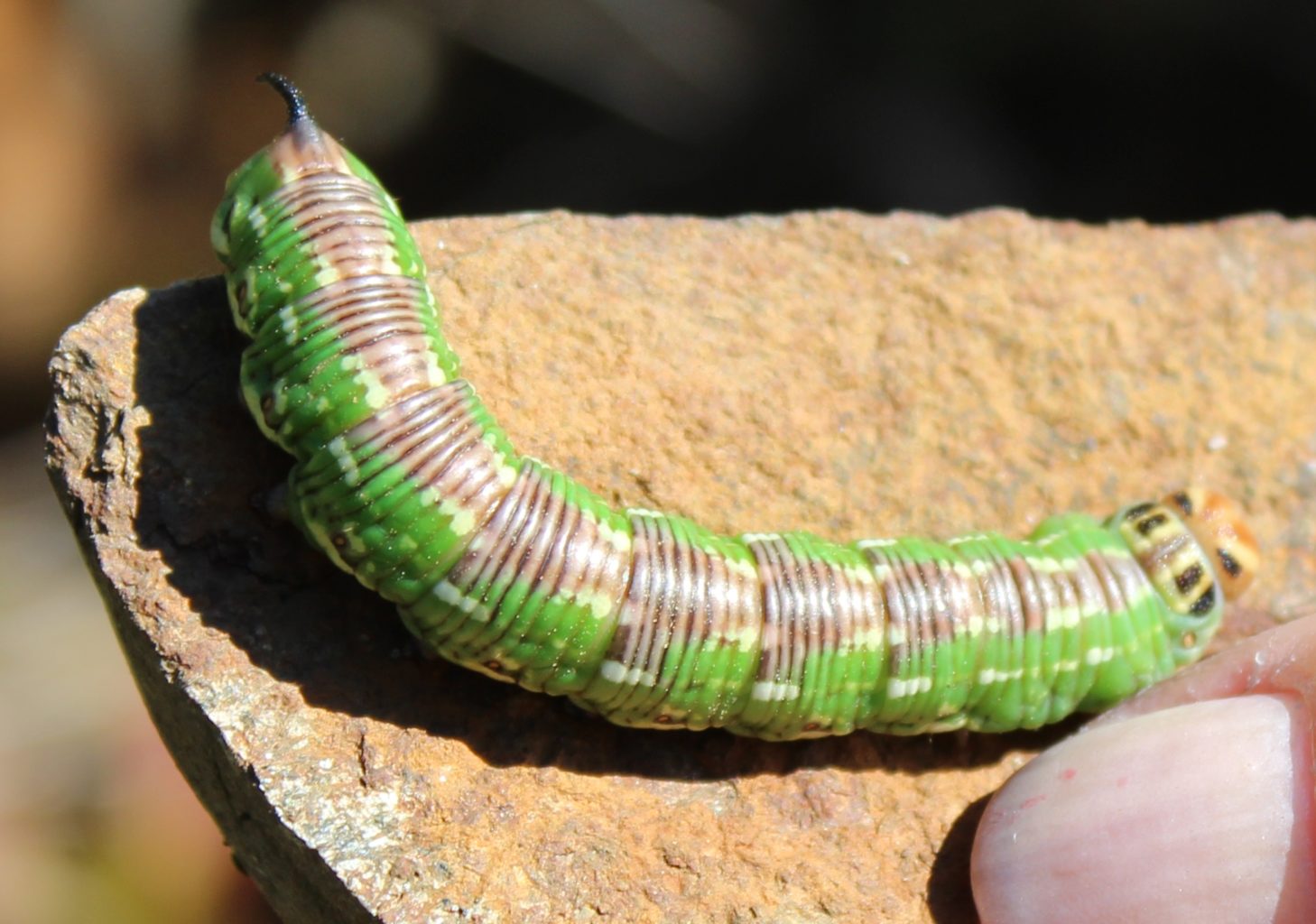 Valokuvaaja: Mira Tolonen