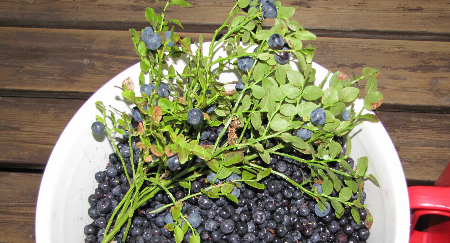 Valokuvaaja: Tuula Makkonen