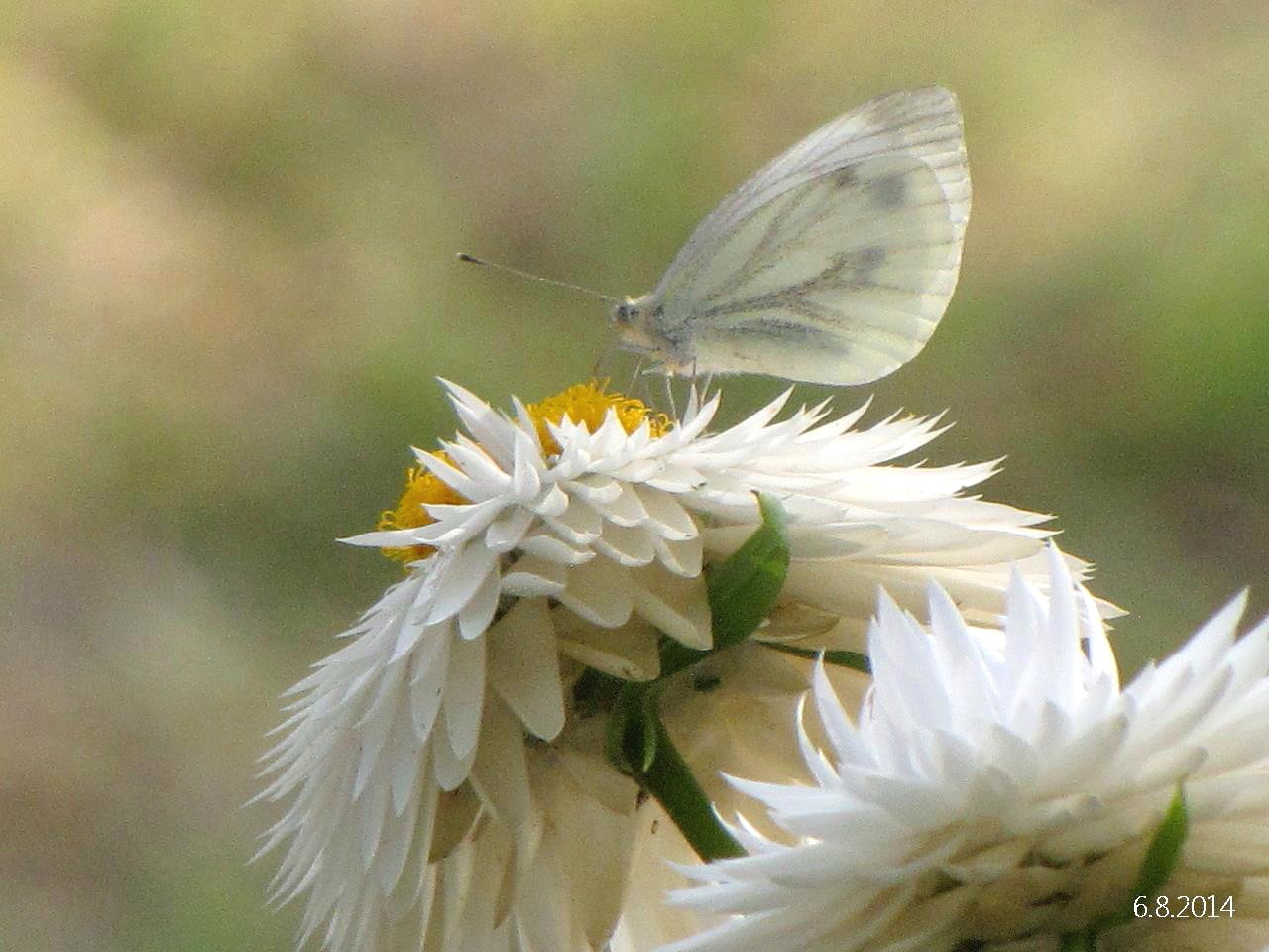 Valokuvaaja: Tuula Makkonen