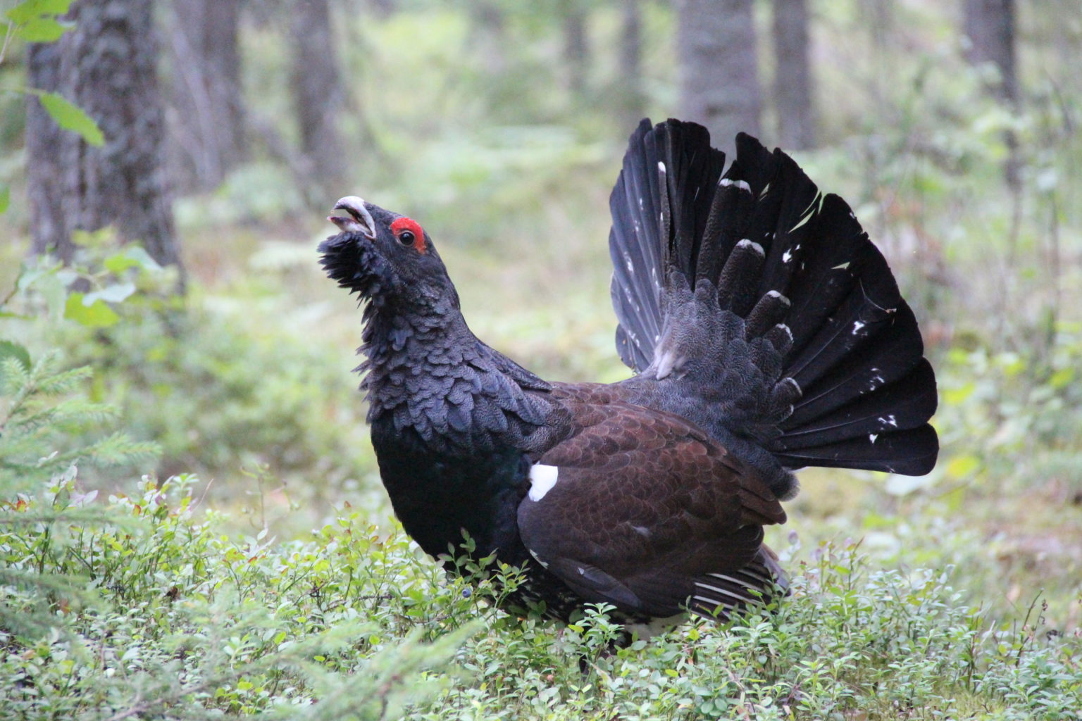 Valokuvaaja: Raili Tanhuanpää