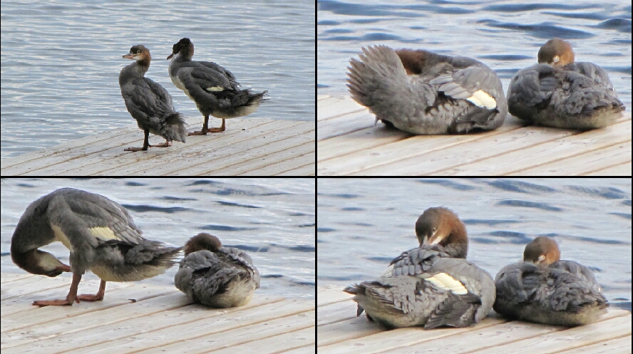 Valokuvaaja: Tuula Makkonen