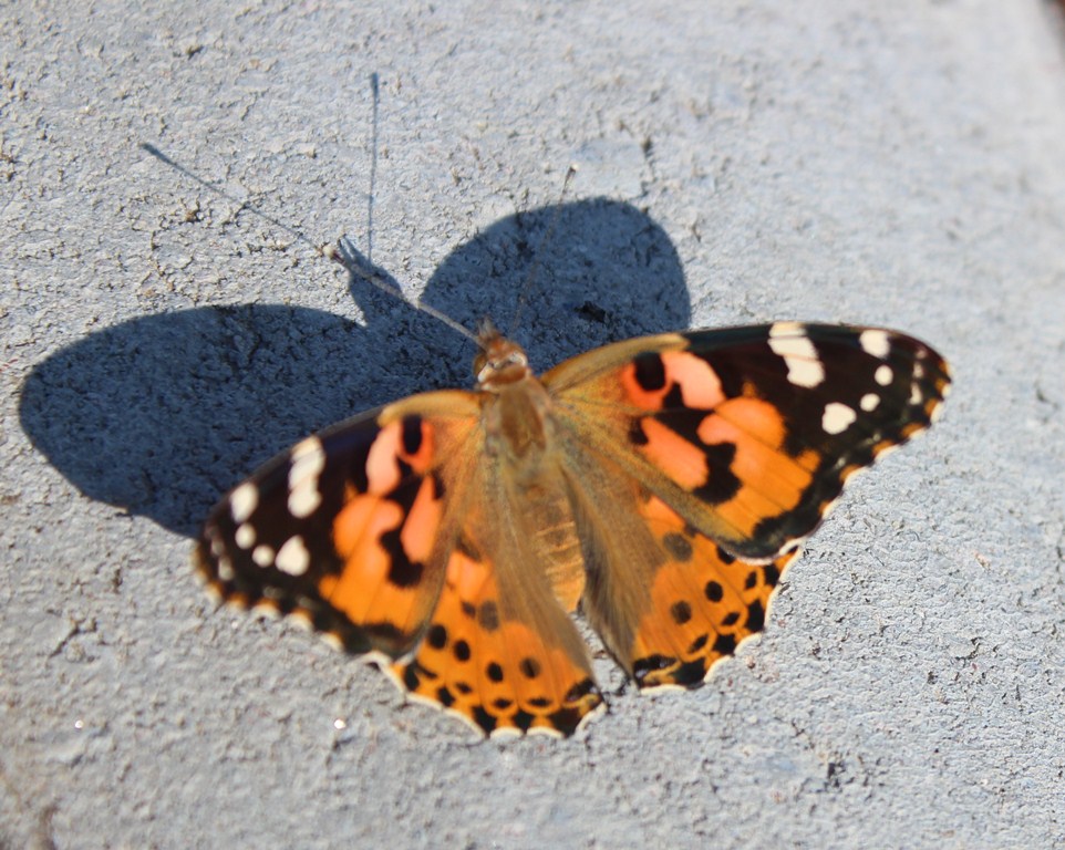 Valokuvaaja: Minna Kosonen