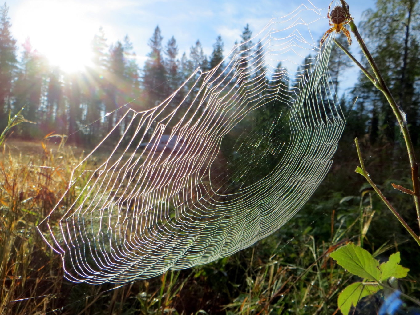 Valokuvaaja: Sirkka Ruotoistenmäki