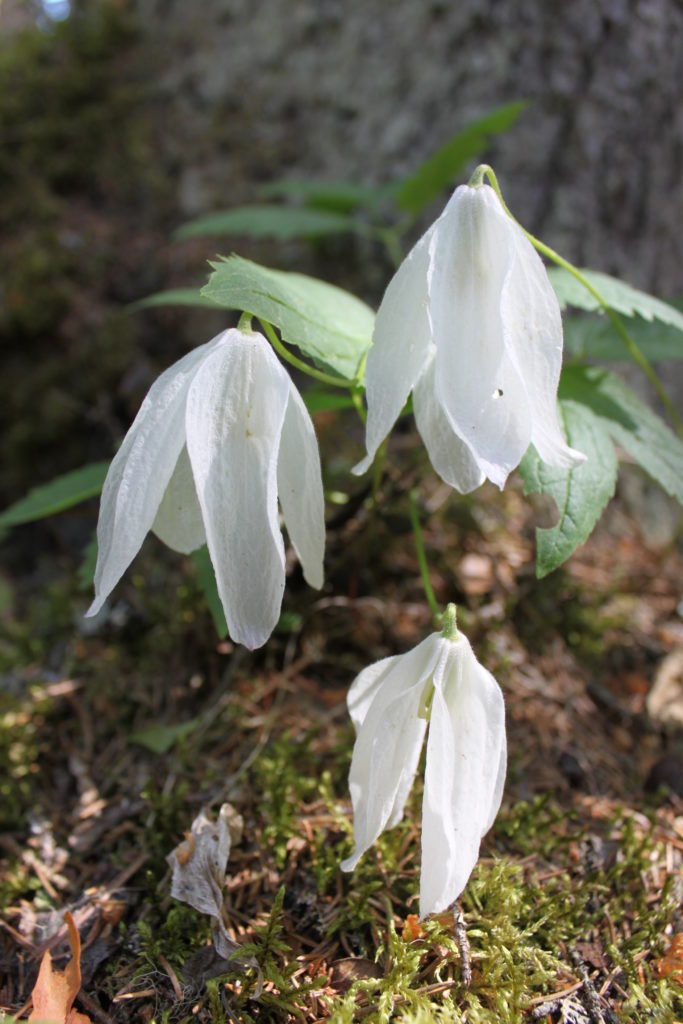 Valokuvaaja: Aimo Honkavuori