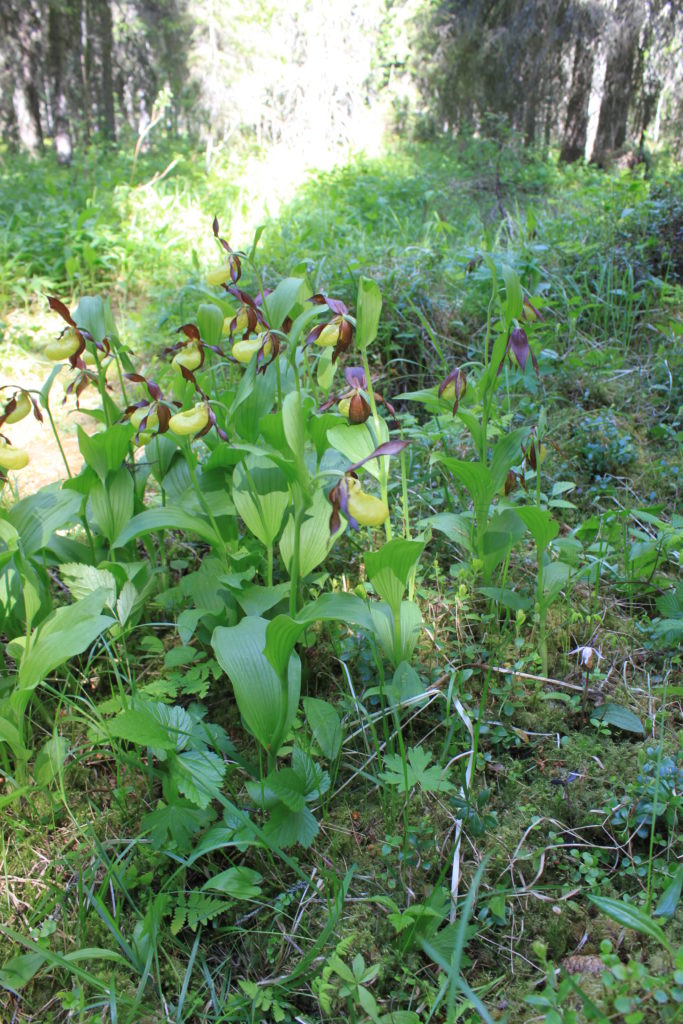 Valokuvaaja: Aimo Honkavuori