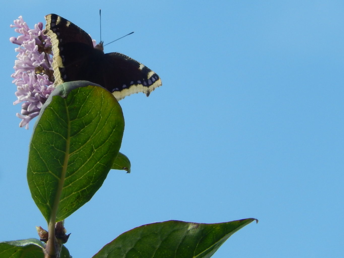 Valokuvaaja: Pirkko Siukonen