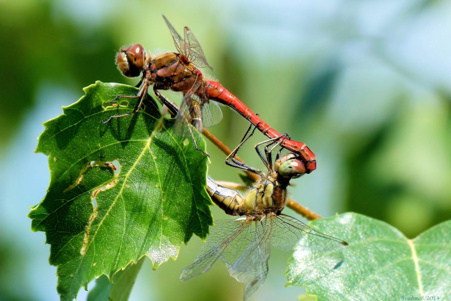 Valokuvaaja: Jaana Svahn