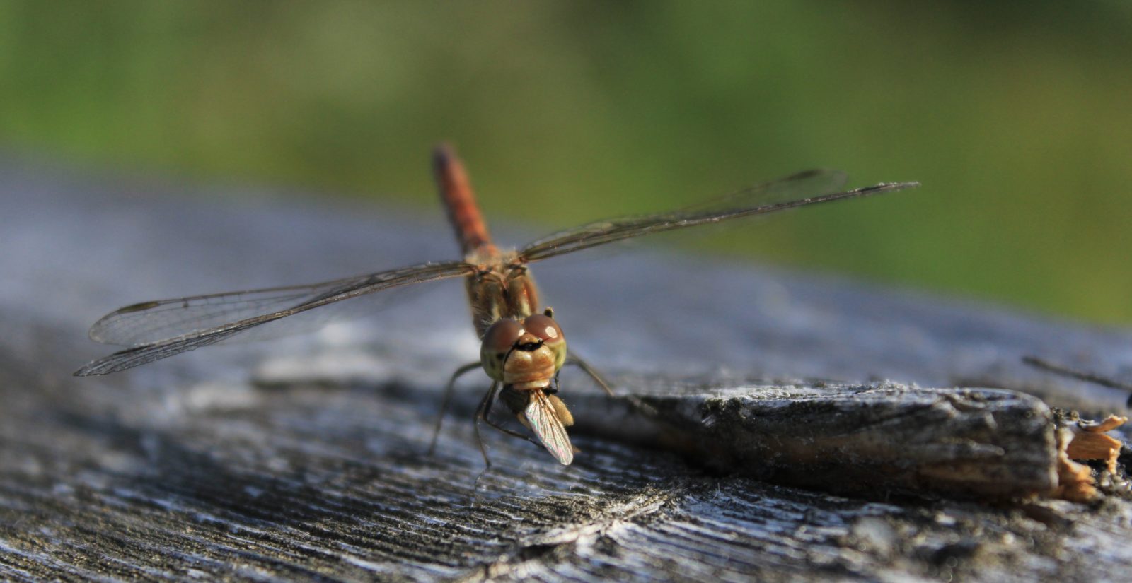 Valokuvaaja: Pirjo Hokkanen
