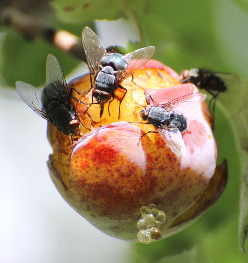 Valokuvaaja: Irja Lehtinen