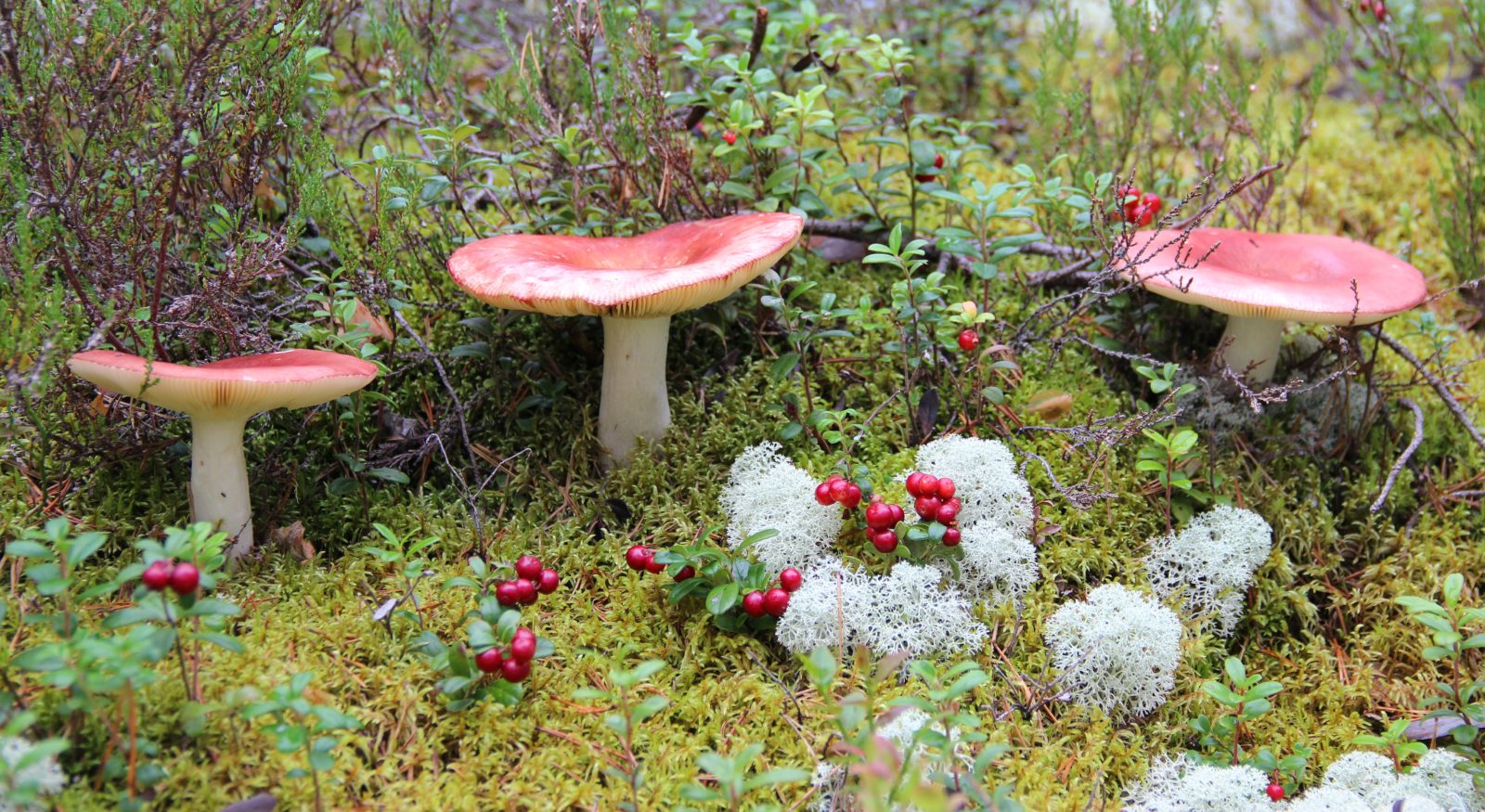 Valokuvaaja: SINIKKA KUJALA Valokuvaaja: SINIKKA KUJALA