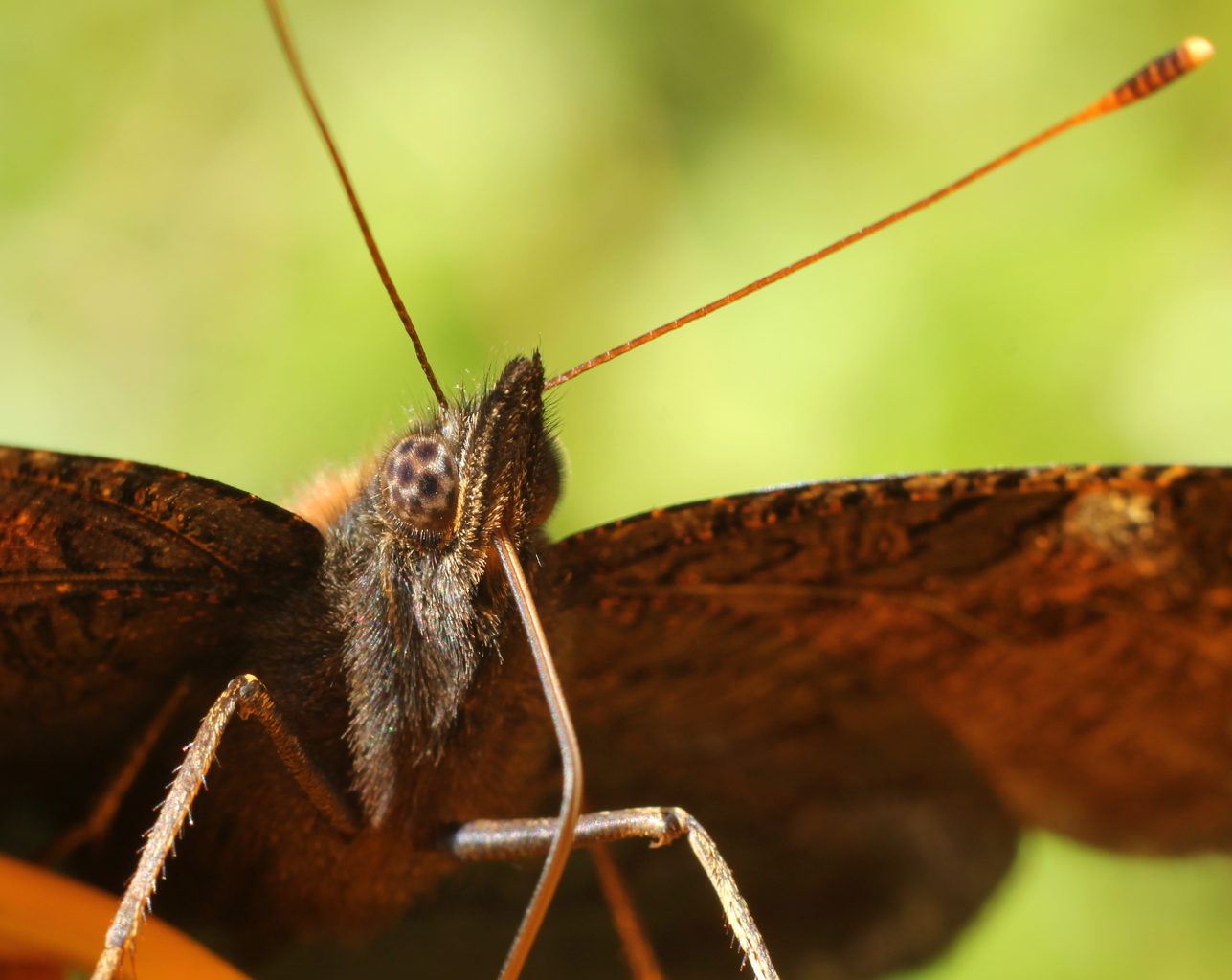 Valokuvaaja: Tarja Porkkala