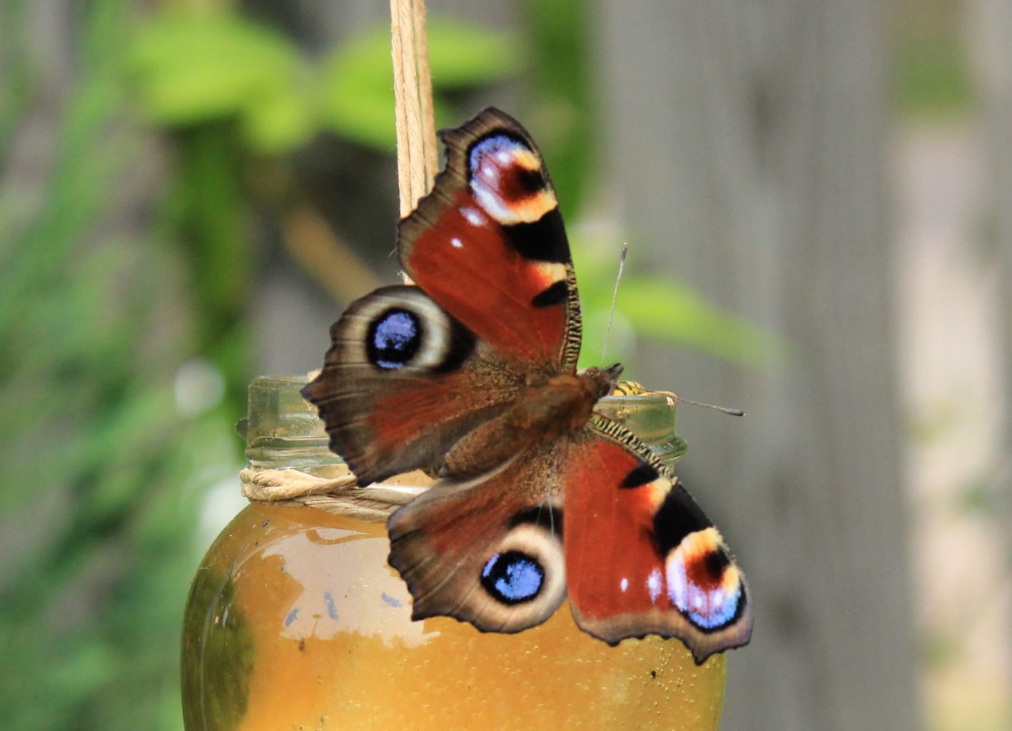 Valokuvaaja: Pirjo Hokkanen