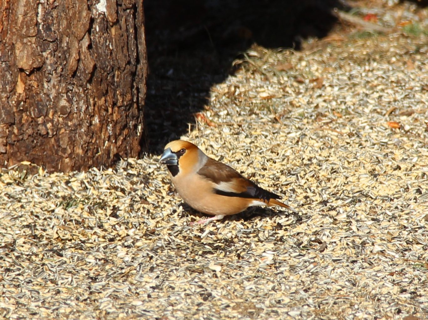 Valokuvaaja: SINIKKA KUJALA