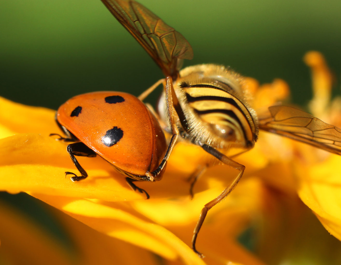 Valokuvaaja: Tarja Porkkala