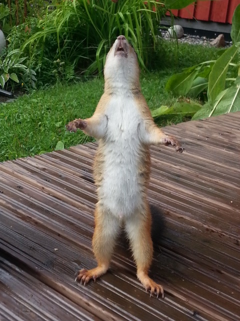 Valokuvaaja: Eeva Korhonen Valokuvaaja: Eeva Korhonen