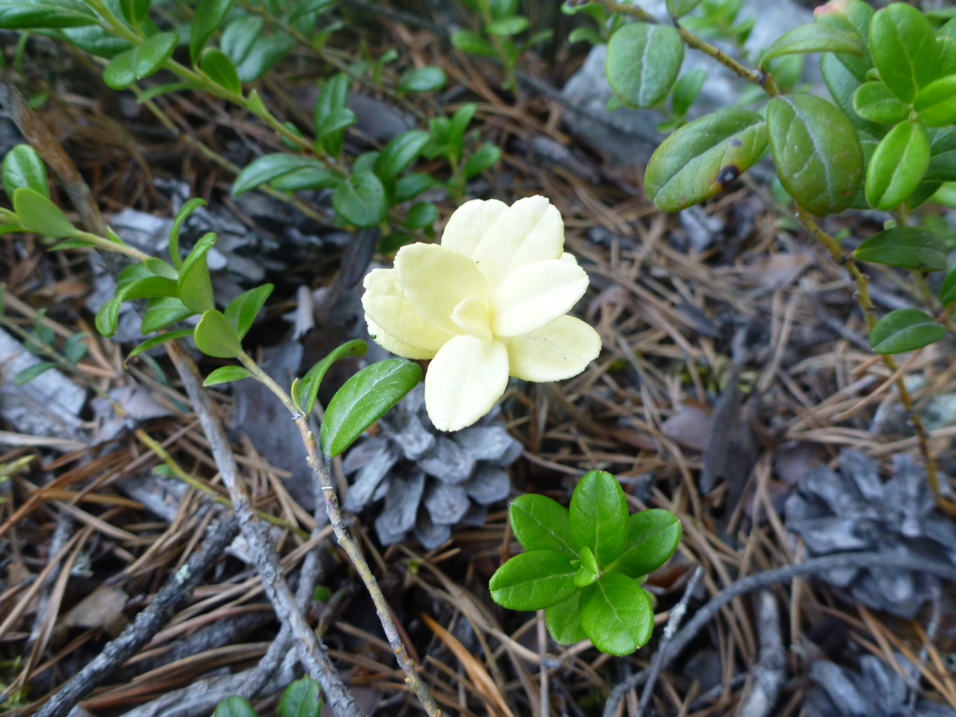 Valokuvaaja: Marjaana Ala-Sorvari