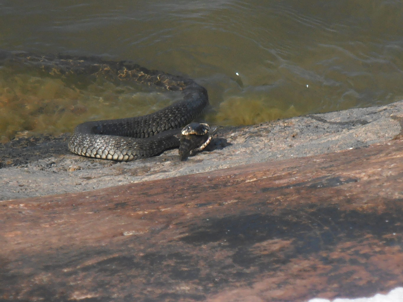 Valokuvaaja: katariina cavander