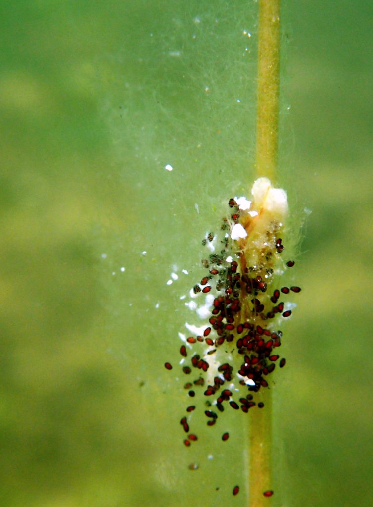 Valokuvaaja: Satu Vaarula