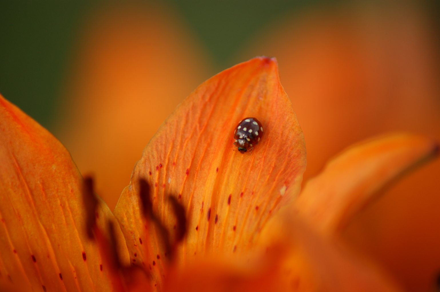 Valokuvaaja: Toni Asikainen