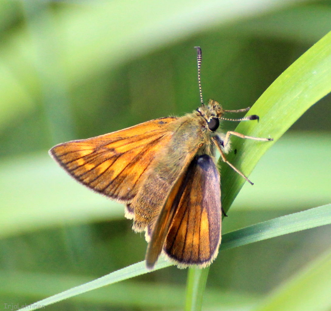 Valokuvaaja: Irja Lehtinen Valokuvaaja: Irja Lehtinen