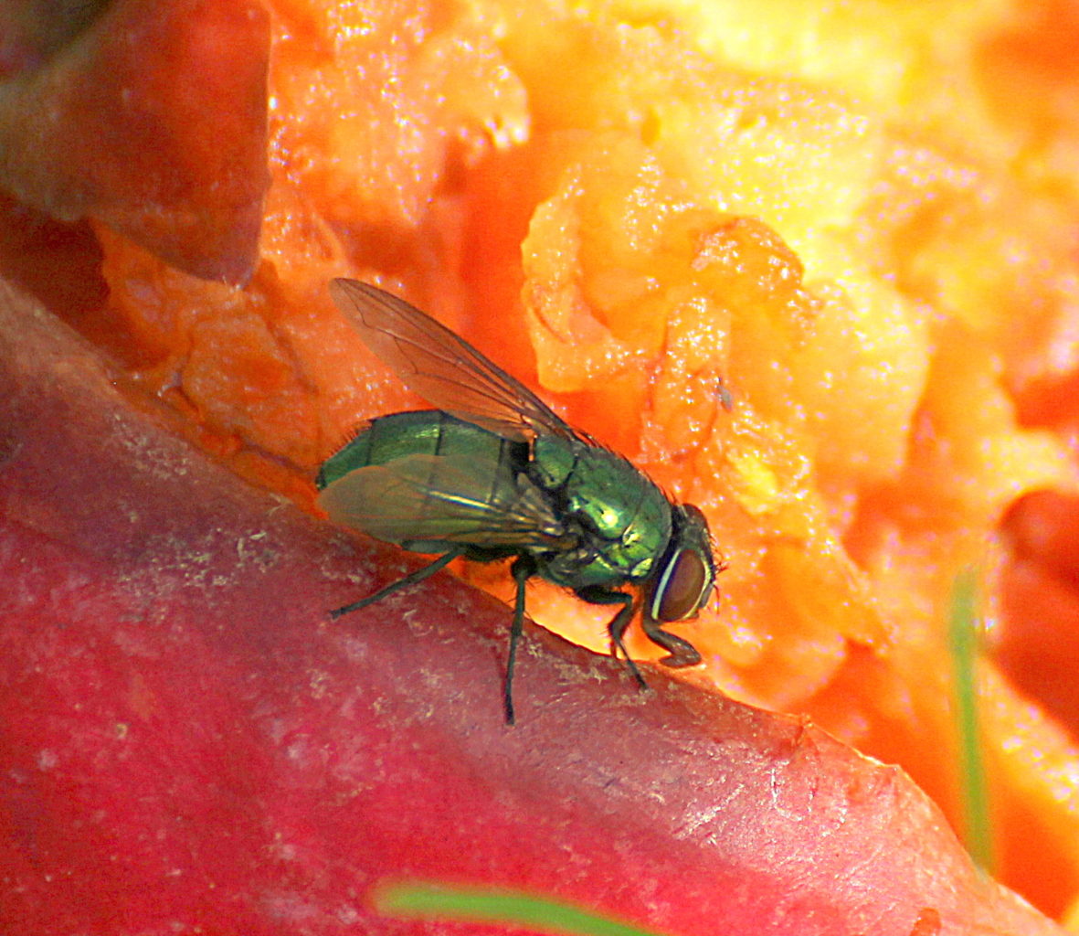 Valokuvaaja: Irja Lehtinen