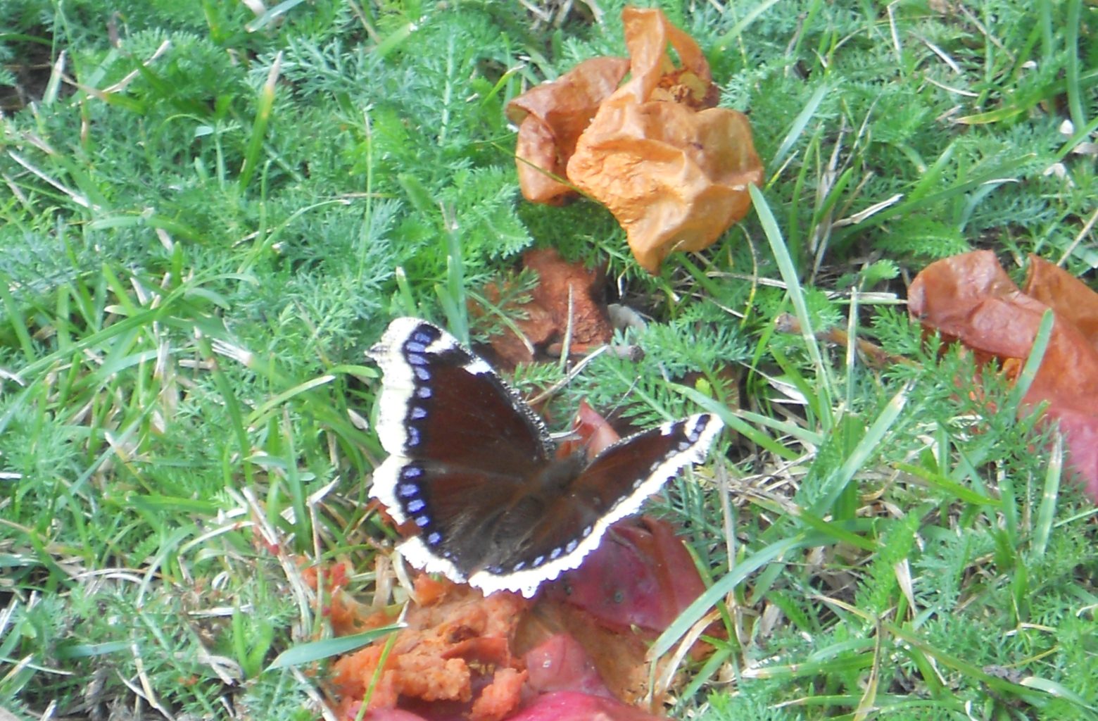 Valokuvaaja: Tiina Arlin