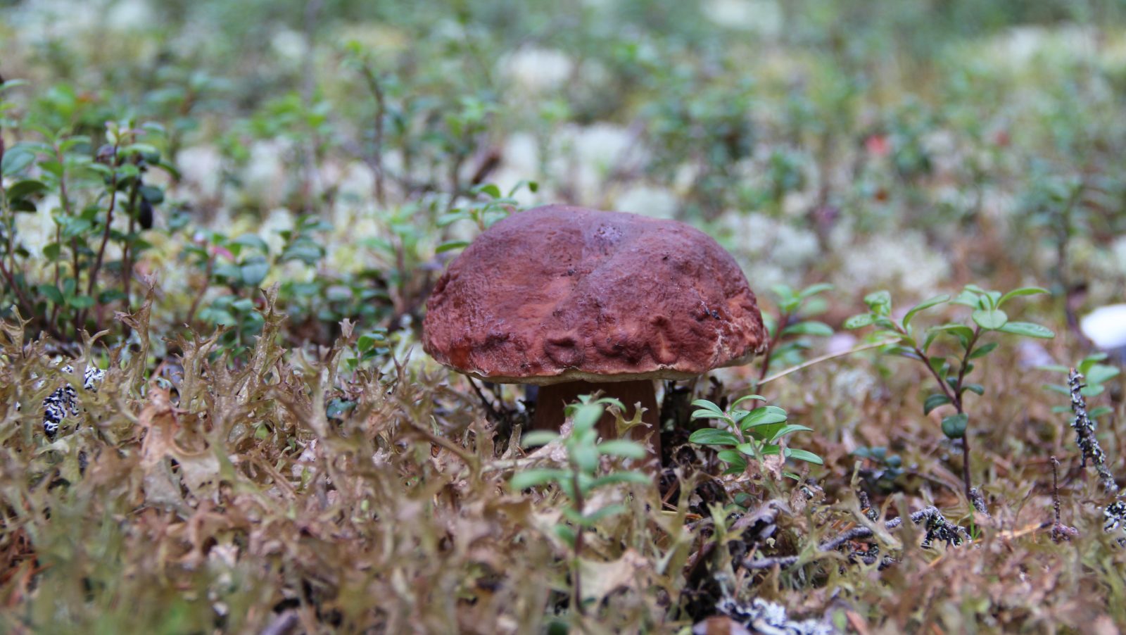 Valokuvaaja: SINIKKA KUJALA