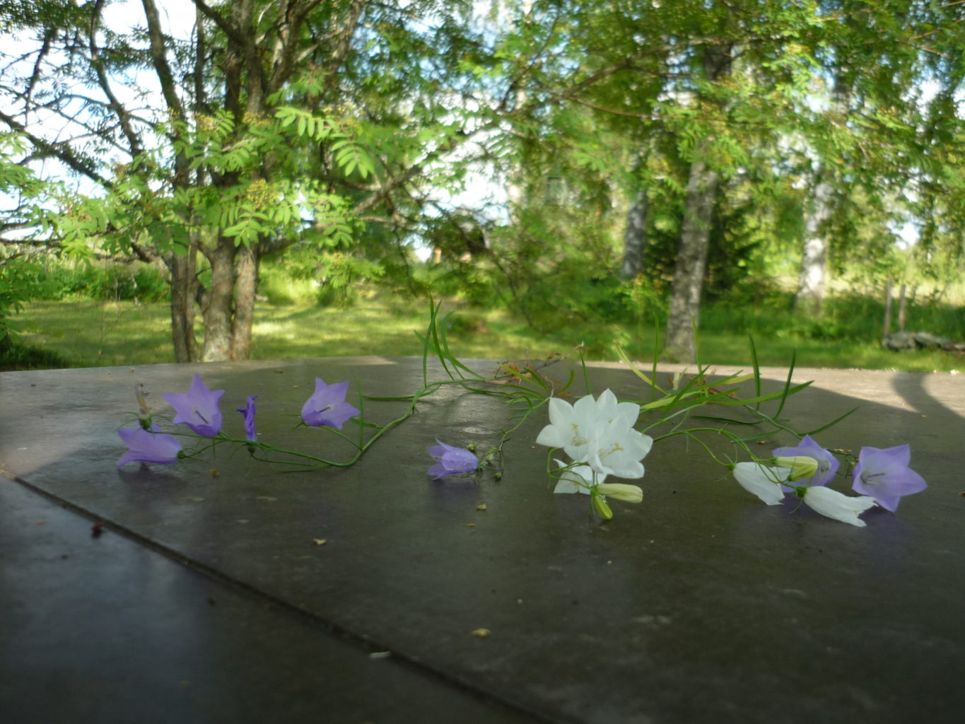 Valokuvaaja: Suvi Hyrkäs Valokuvaaja: Suvi Hyrkäs