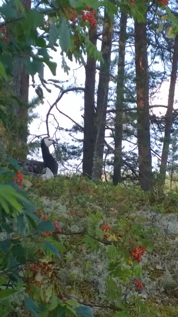 Valokuvaaja: Mikko O. Salonvaara