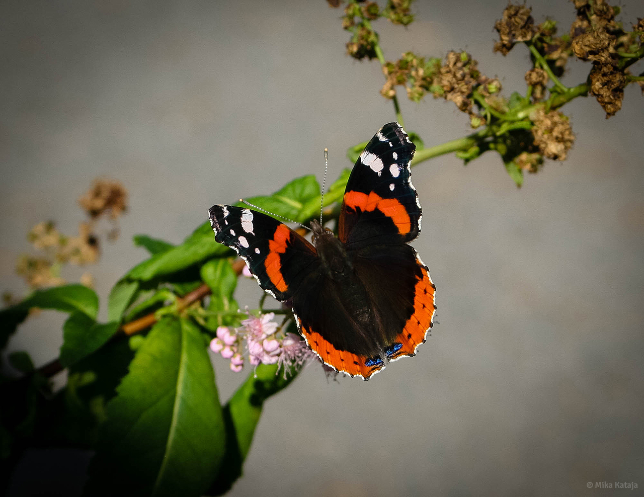 Valokuvaaja: Mika Kataja