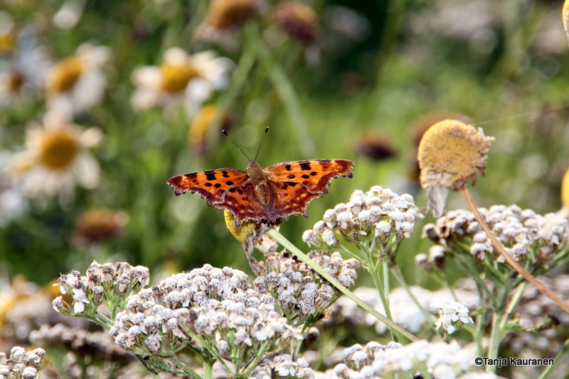 Valokuvaaja: Tanja Kauranen