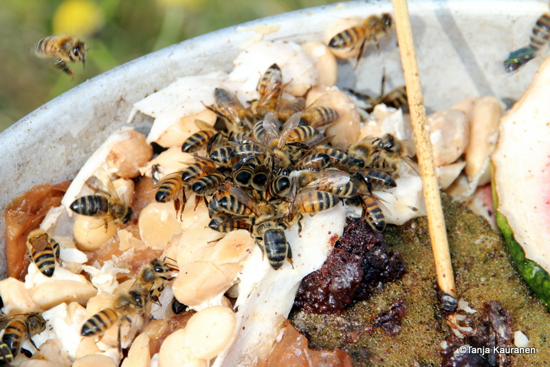 Valokuvaaja: Tanja Kauranen