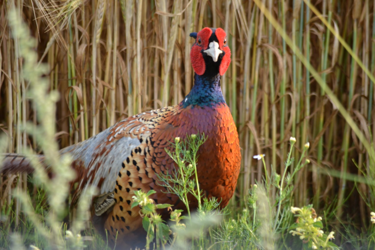 Valokuvaaja: Päivi Aikioniemi Valokuvaaja: Päivi Aikioniemi