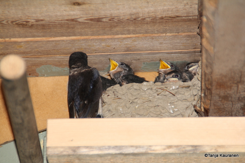 Valokuvaaja: Tanja Kauranen