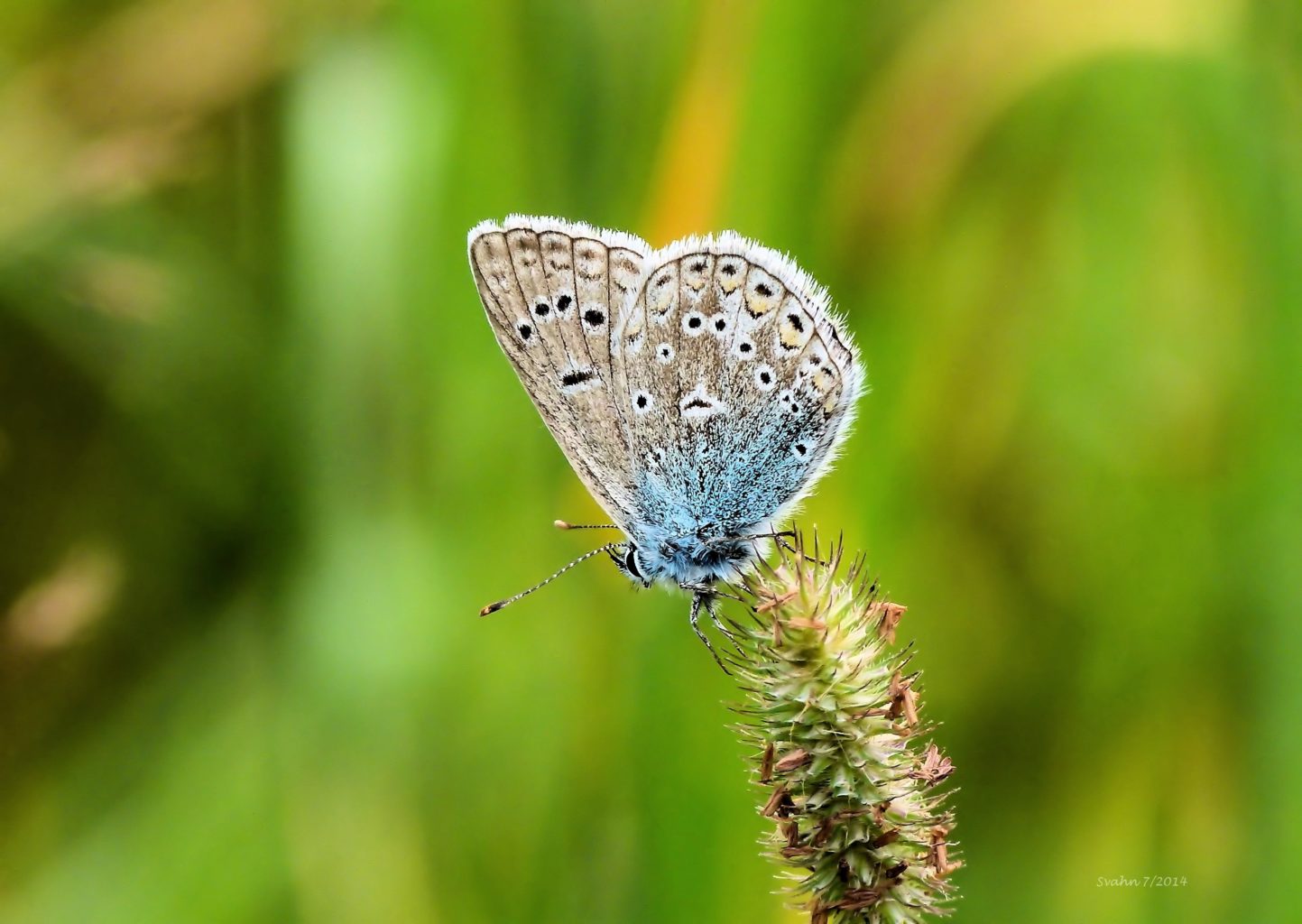 Valokuvaaja: Jaana Svahn