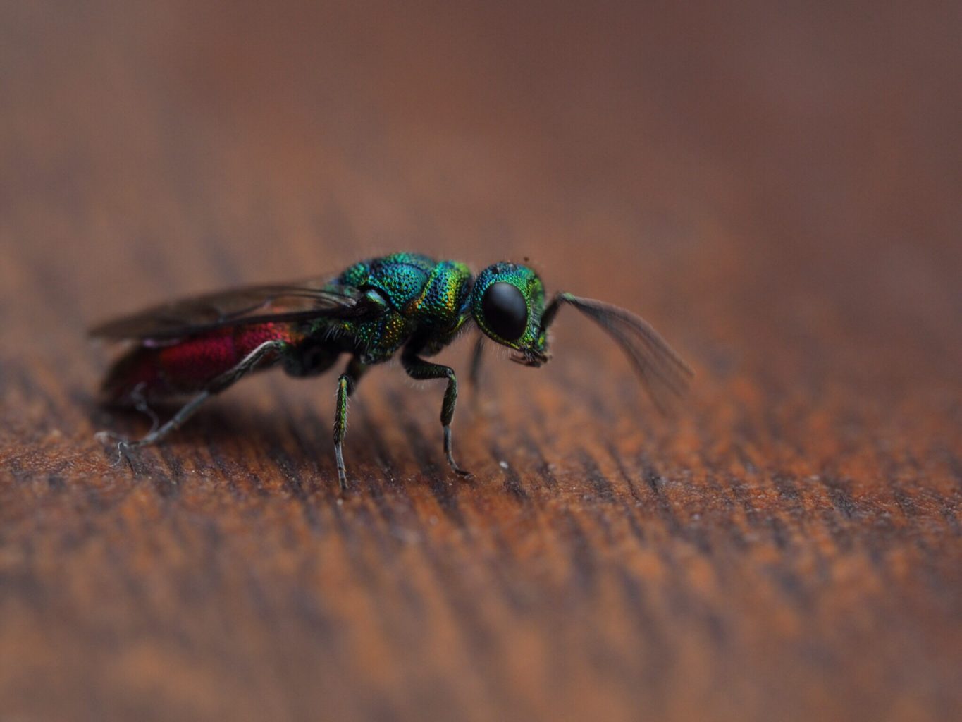 Valokuvaaja: Tomi Jaakkola